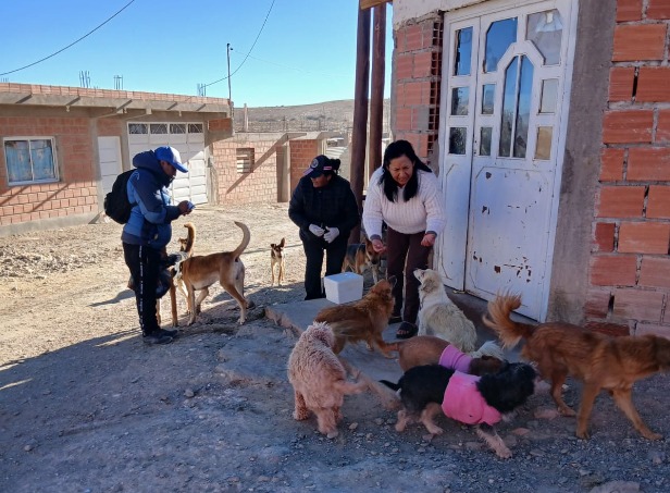 ZOONOSIS ALERTA POR EL CRECIMIENTO DE LA POBLACIÓN CANINA Y REFUERZA EL LLAMADO A LA TENENCIA RESPONSABLE