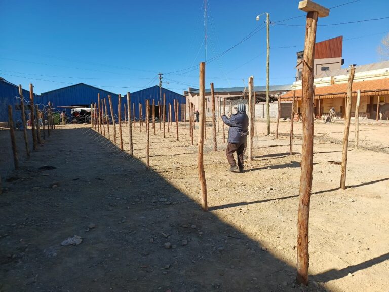 MANKA FIESTA: AVANZAN LOS PREPARATIVOS PARA LA EXPOSICIÓN DE CAMÉLIDOS Y OVINOS