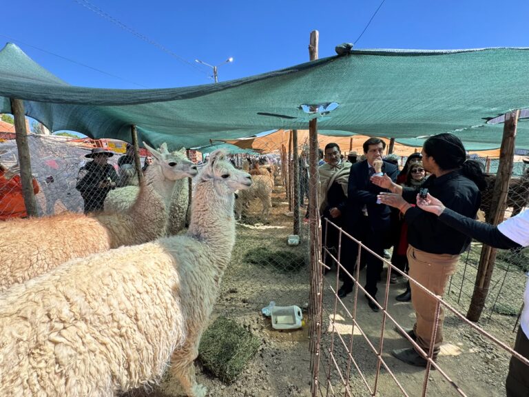 IMPULSO A LA PRODUCCIÓN Y A LAS RAÍCES PUNEÑAS: LA GESTIÓN DE DANTE VELAZQUEZ REVOLUCIONÓ LA MANKA FIESTA CON LA EXPOFERIA DE CAMÉLIDOS Y PRODUCTORES TRAS 15 AÑOS DE ESPERA